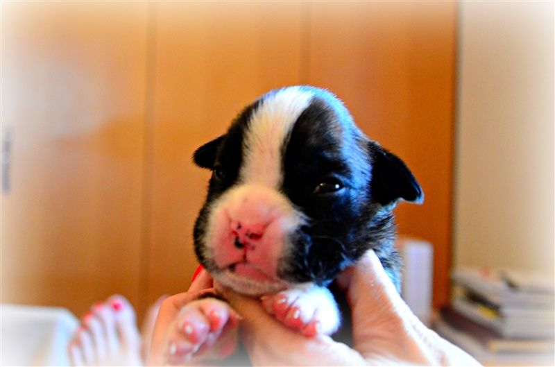 Freddie, 11 days
